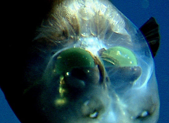 Barreleye-fish-close-up